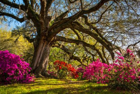 Spring Flowers Bloom At Charleston South Carolina Plantation Stock Photo - Image: 50439018