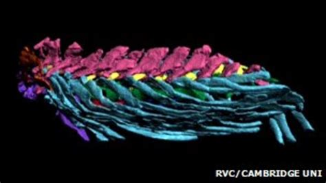 Tetrapod anatomy: Backbone back-to-front in early animals - BBC News