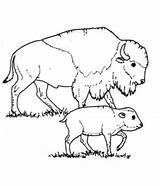 23 Disegni di Bisonti Da Colorare E Stampare Gratis sketch template