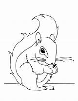 Free Printable Squirrel Coloring Pages For Kids sketch template