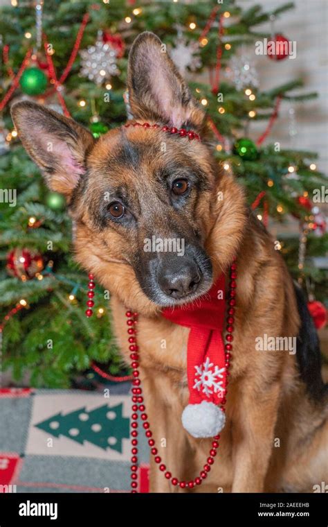 German Shepherd dog wearing red reindeer antlers waiting for Santa ...