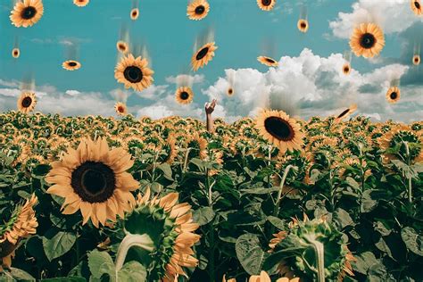 HD wallpaper: Sunflower Field Under Blue Sky, bloom, blossom, desktop backgrounds | Wallpaper Flare