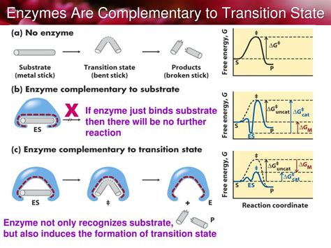 PPT - Biological catalysts PowerPoint Presentation, free download - ID ...