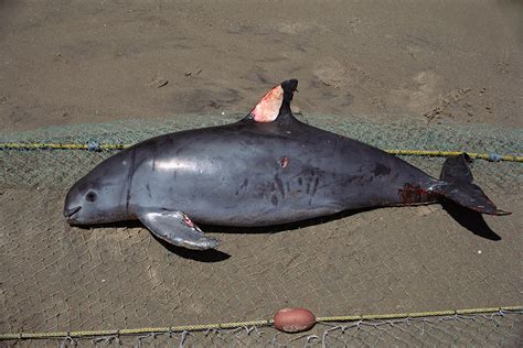 Captive breeding is a final roll of the dice for the vaquita | New Scientist