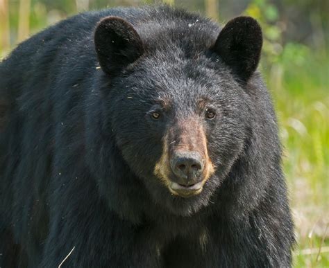 Yosemite Bears Are 'Having A Party' In The Closed National Park ...