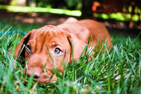 Free stock photo of dog, grass, puppy