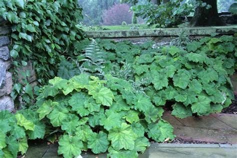 Heuchera villosa 'Autumn Bride' | Stonehouse Nursery