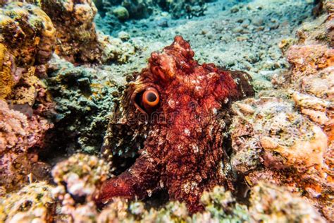 Octopus King of Camouflage in the Red Sea, Eilat Israel Stock Photo ...