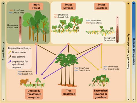 Restoring savannas and tropical herbaceous ecosystems - Encyclopedia of ...