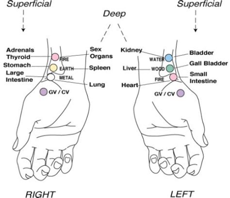 Figure 9:Neuro Emotional Technique for the treatment of trigger point ...