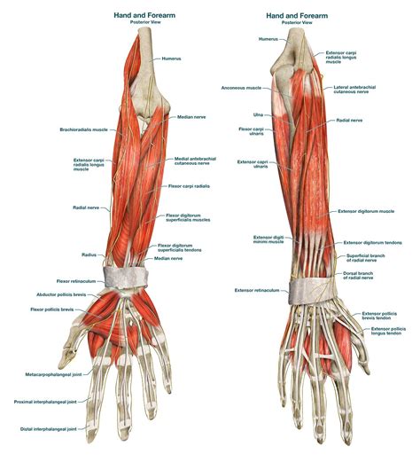 Forearm muscle anatomy, Forearm muscles, Muscle anatomy