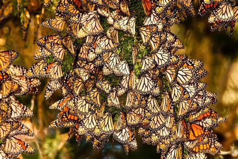 Where Do Monarch Butterflies Migrate? - Duration, Stages and Routes