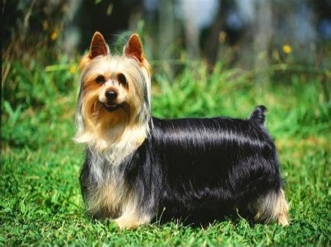 The Australian Silky Terrier is a small breed of dog of the terrier dog type. Description from ...