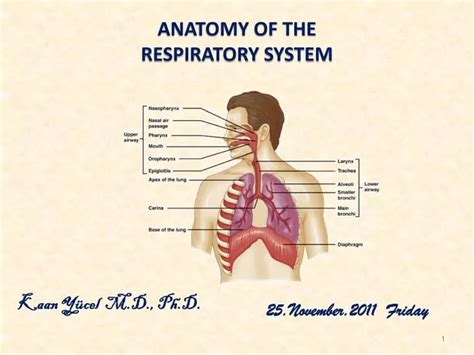 Carina Anatomy - Anatomical Charts & Posters