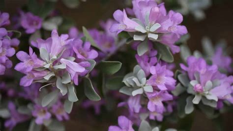 How to Plant, Grow, and Care for Texas Sage (Cenizo)