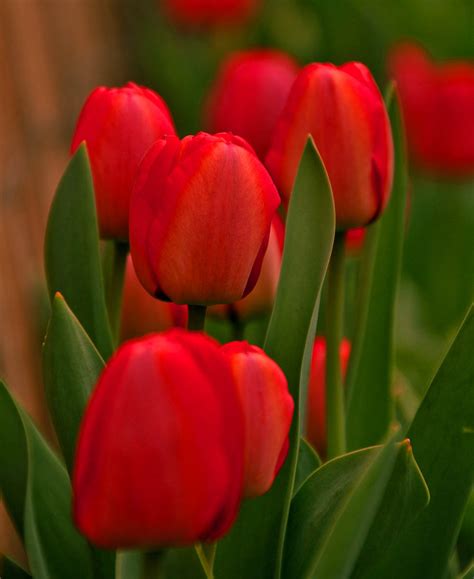 Tulipa Red - Tulip Red - 5 bulbs – Garden Seeds Market | Free shipping