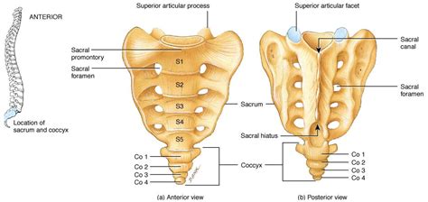 The sacrum | Axial skeleton, Human skeleton anatomy, Medical anatomy