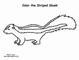 Striped Skunk – Coloring Nature sketch template