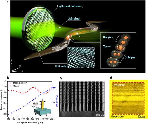 Light Sheet Microscopy Advantages | Shelly Lighting