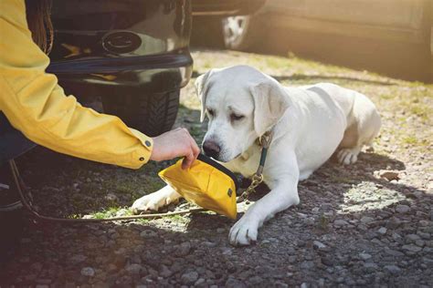 How to stop your dog getting heatstroke – according to science