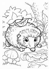 Cute Hedgehog Coloring Page sketch template