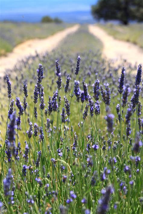 Lavender Rows by Wandelust on DeviantArt