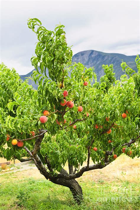 Peaches On Tree Photograph by Elena Elisseeva