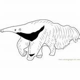 Anteater Coloring Pages For Kids Printable Free Download  sketch template