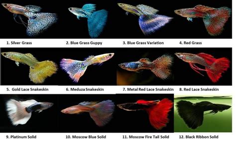 Red Grass, Guppy, Black Ribbon, Snake Skin, Breeds, Fish, Image Search, Yahoo, Names