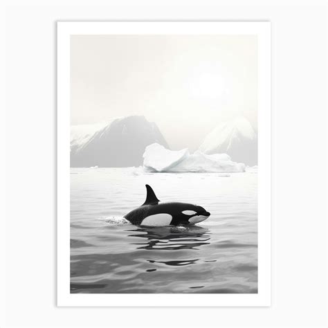 Black & White Photography Of Orca Whale With Iceberg Art Print by Energy of the Sea - Fy