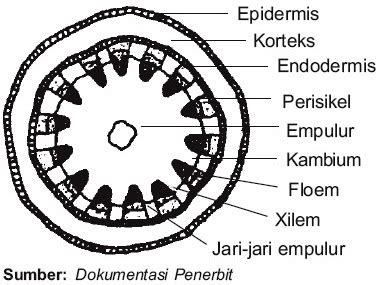 Struktur Lengkap Batang Pada Tumbuhan - Biologi Edukasi: Belajar Sains Biologi