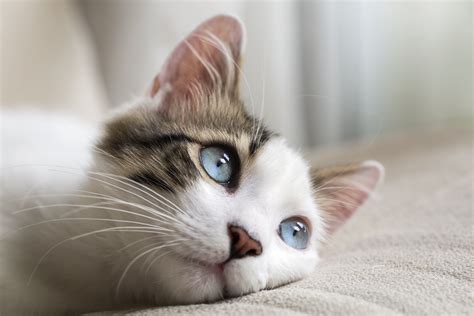 Cat Runny Nose - Eyes & Sneezing | Symptoms + Causes