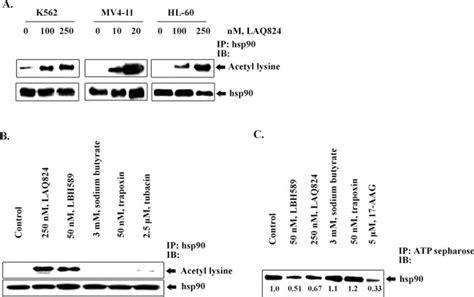 Inhibition of Histone Deacetylase 6 Acetylates and Disrupts the Chaperone Function of Heat Shock ...