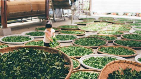 The six main tea types: what are they and how are they made?