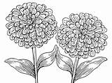 Zinnia coloring page  Coloring Pages 4 U sketch template