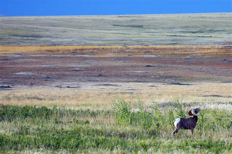 Badlands Bighorn #1 Photograph by Jon Ommen - Fine Art America