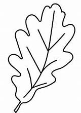 Acorn Leaf Template  Coloring Page sketch template