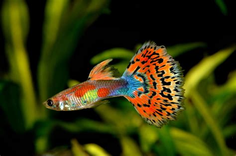 Guppy (Poecilia reticulata) Farbmix Männchen - Terra - Tropic Zoo