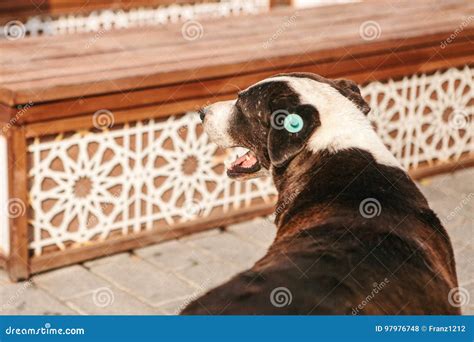 Dog with Chip Implant on it`s Ear. Stock Photo - Image of hospital ...