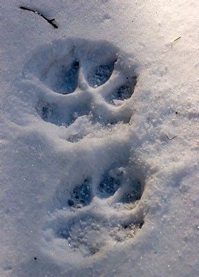 Wolf footprints in the snow. Wolf Spirit, Spirit Animal, Beautiful Creatures, Animals Beautiful ...