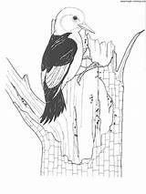 Magic Coloring  Woodpecker sketch template