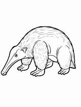 Anteater coloring pages sketch template