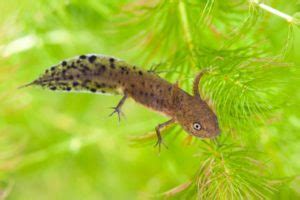 Great Crested Newt Baby – Amphibian Fact