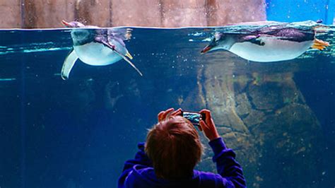 SEA LIFE Melbourne Aquarium | Museums in Melbourne, Melbourne