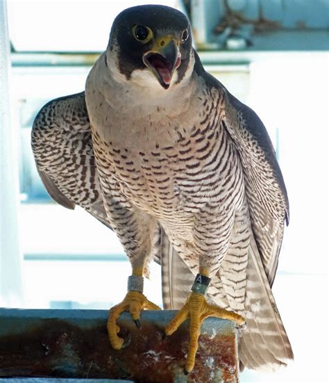 Peregrine falcons, the other raptor in Pennsylvania, flying high in ...