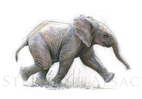 "Elephant Kid " Illustration drawing by Stéphane Alsac - French Wildlife Artist