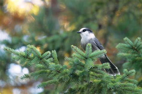 Excerpt from The Canada Jay as the National Bird of Canada | Canadian ...