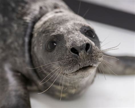 National Aquarium in Baltimore welcomes its latest rescue: a grey seal ...