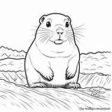 Gopher Coloring Pages  Free & Printable sketch template