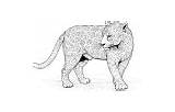 Big Cat Coloring Pages sketch template